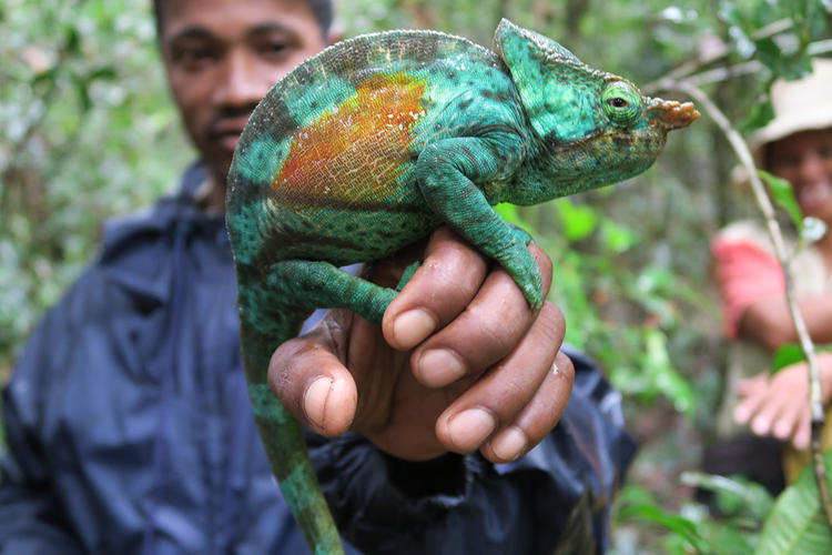 a person holding an iguana