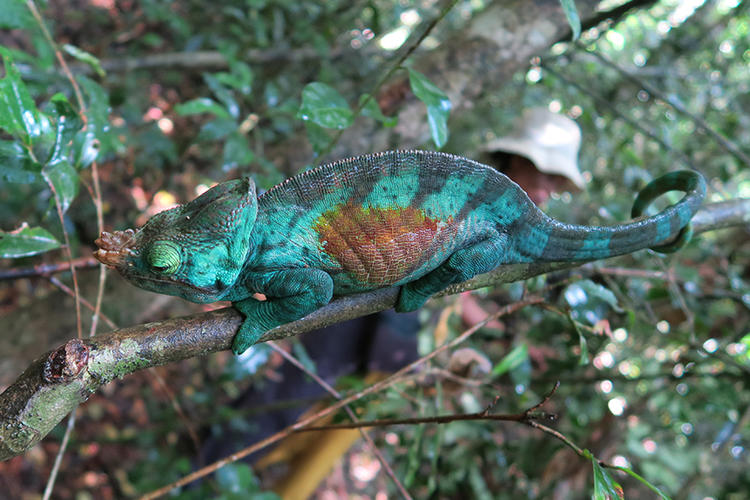 An iguana in a tree