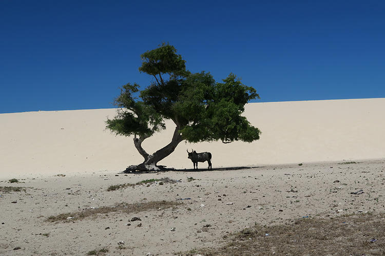 A tree with an animal standing in the desert.