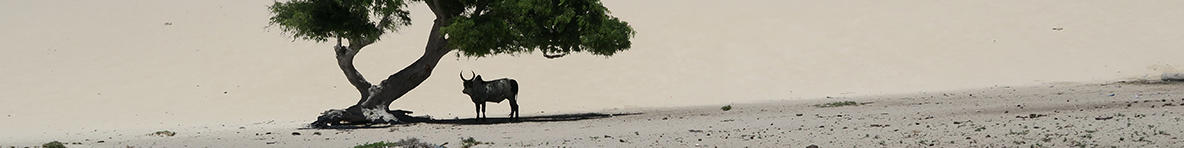 A tree with an animal standing in the desert.